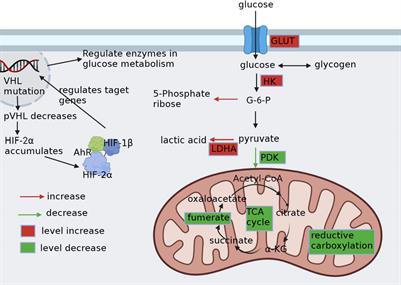 Metabolic reprogramming of clear cell renal cell carcinoma